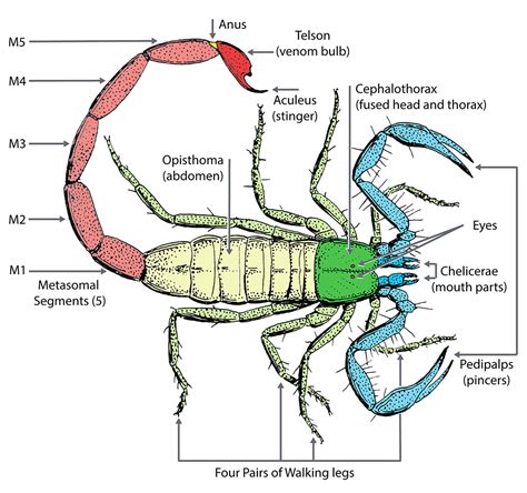 Scorpion Anatomy | ASU - Ask A Biologist | Arthropods, Scorpion, Anatomy