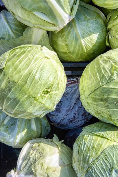 Growing Iceberg Lettuce in Containers and Pots