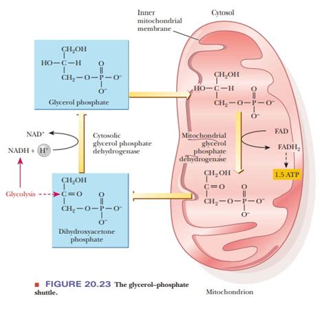 Shuttle Mechanisms