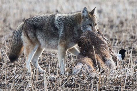 Coyote problem? Could be carbs, says U of A study - St. Albert News