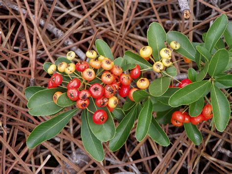 File:Pyracantha coccinea berries.jpg - Wikimedia Commons