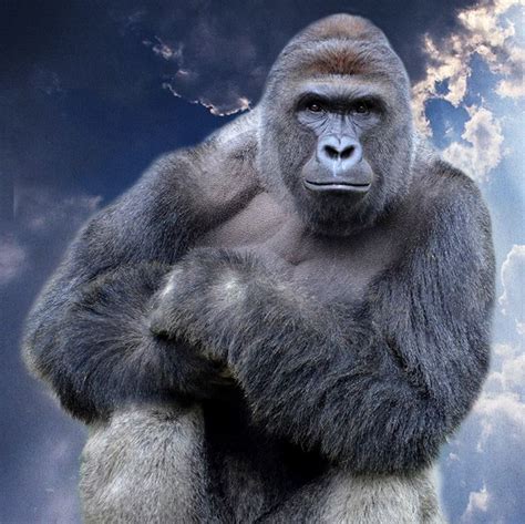 The Dark Internet Humor of Harambe Jokes