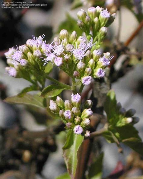 Plant Identification: CLOSED: another little white aster?, 1 by soaringbear