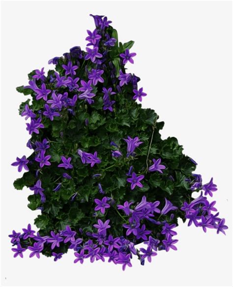 Bush Png Image - Bushes Flowers Top View Png PNG Image | Transparent PNG Free Download on SeekPNG