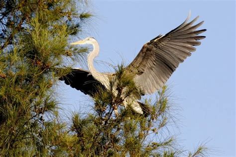 1000+ images about Anna Maria Island Wildlife on Pinterest | Dolphins ...