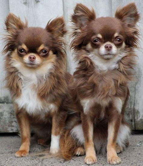 100 Best extra small dog breeds ideas | dog breeds, cute dogs, puppies