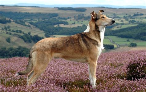 Smooth Collie | 101DogBreeds.com | Arquidia Mantina