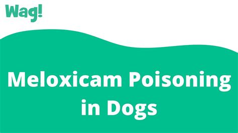 Does Metacam Pose A Risk Of Liver Damage In Dogs?