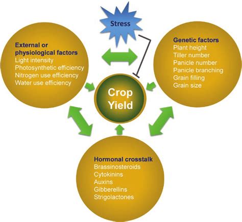 Schematic representation of factors determining crop yield in rice. The ...