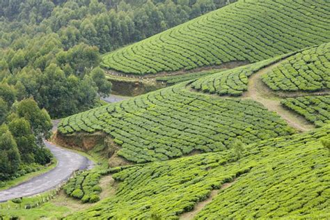Munnar | Munnar is a picturesque hill retreat and vacations … | Flickr
