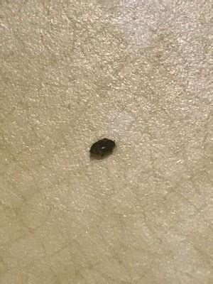 Identifying Small Black Bugs? | ThriftyFun