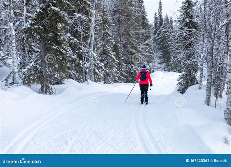 Cross Country Skiing in Yllas, Finland Stock Photo - Image of snow, skier: 167420362