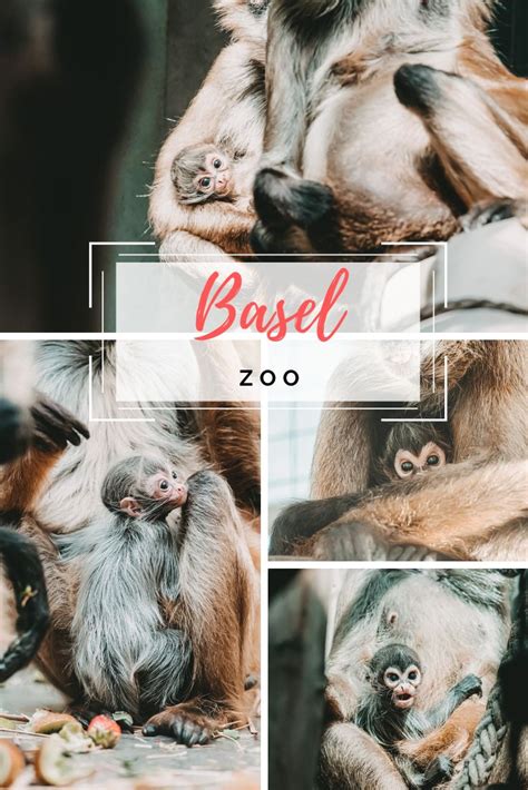 Basel Zoo | Zoo, Basel, Animal lover