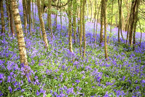 Bluebell Woods Photograph by Stuart Gennery | Fine Art America