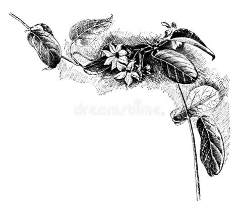 Stephanotis Stock Illustrations – 4,734 Stephanotis Stock Illustrations, Vectors & Clipart ...