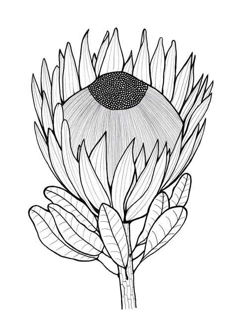 Protea Coloring Pages