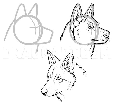 How To Draw A Wolf Dog, Wolf Dog Hybrid, Step by Step, Drawing Guide, by makangeni | dragoart ...