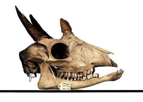 Four-horned Antelope Skull Photograph by Ucl, Grant Museum Of Zoology - Fine Art America