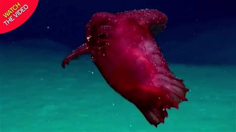 Bizarre 'headless chicken sea monster' filmed swimming off Antarctica for first time - Mirror Online