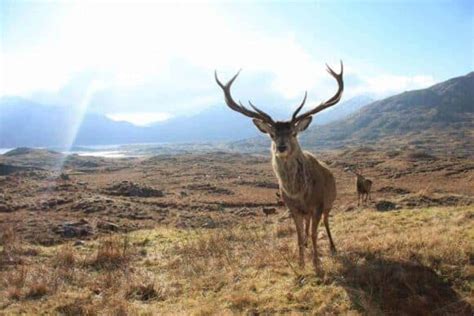 Speyside Wildlife - North East 250