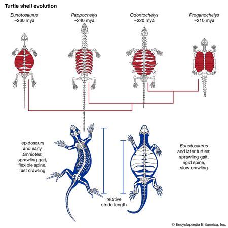 Turtle - Origin and evolution | Britannica.com