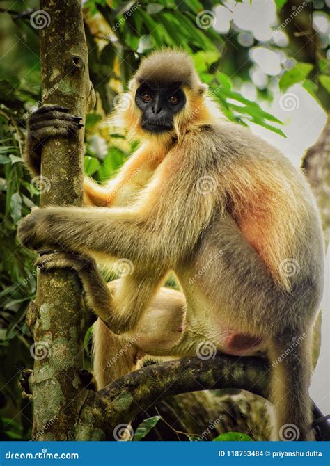 The Rarest Bread Capped Langur Stock Photo - Image of hardly, sanctuary ...