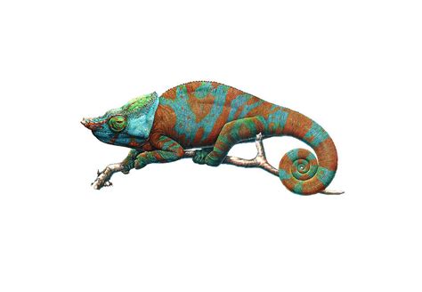 Realistic Chameleon Drawing