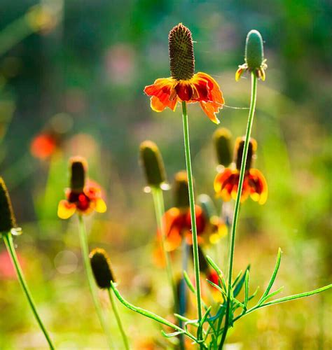 Ratibida Prairie Coneflower Seeds – West Coast Seeds