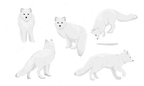 Premium Vector | Set of realistic arctic foxes arctic fox stands runs ...