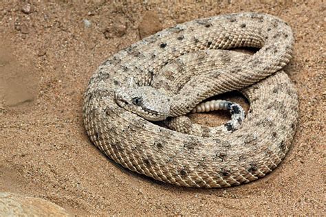 Sidewinder Rattlesnake Stock Photos, Pictures & Royalty-Free Images ...