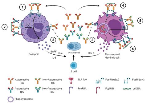 Antibodies | Free Full-Text | IgE in the Pathogenesis of SLE: From Pathogenic Role to ...