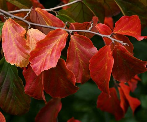 Buy Parrotia persica 'Vanessa' Tree | Hillier Trees