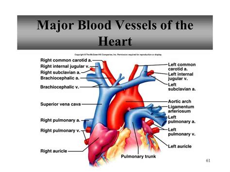 Major Blood Vessels In The Heart | MedicineBTG.com