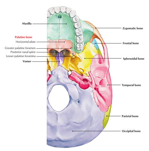 Palatine Bone – Earth's Lab