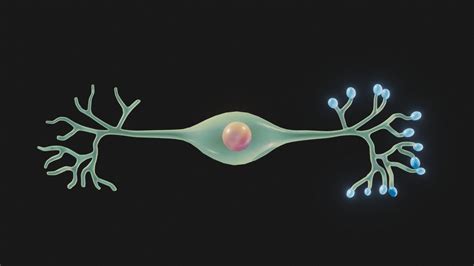 Bipolar Neuron Structure - Buy Royalty Free 3D model by Nima (@h3ydari96) [b4a165c] - Sketchfab ...