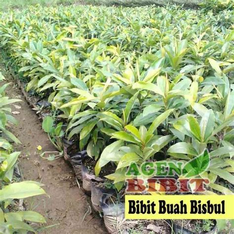 Jual Bibit Pohon Buah Bisbul Bisbull - Tanaman Mentega Unik Langka di Seller raja bibit ...