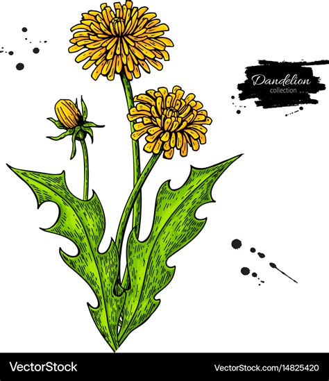 Dandelion flower drawing set isolated wild Vector Image