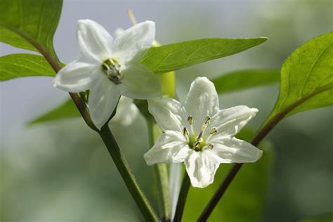 Chilli Flowers for Container Gardening