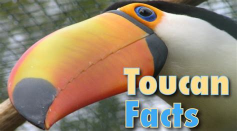 Toucan Facts And Information For Kids With Pictures & Video