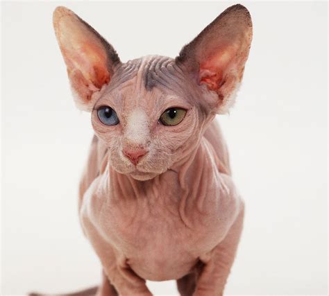 Minskin Cat Info, Kittens, Temperament, Pictures