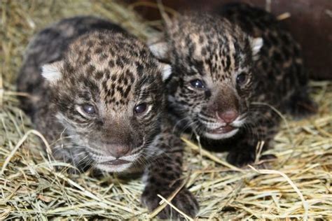 Brevard Zoo Home to New Jaguar Cubs - ZooBorns