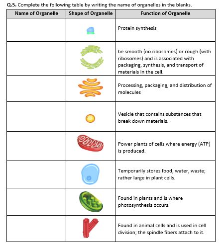 Free cell organelles and their functions worksheet, Download Free cell organelles and their ...