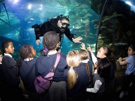 Swim With Sharks London Aquarium Reviews - Aquarium Views