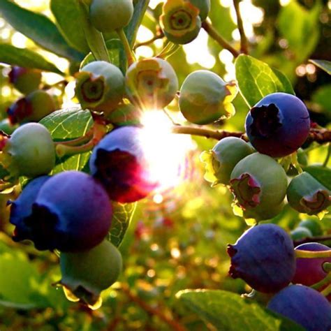 Blueberry Wine - Muskoka Lakes Farm & Winery