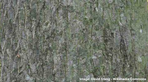 Hickory Trees: Types, Bark, Leaves, Nuts (Pictures) - Identification Guide