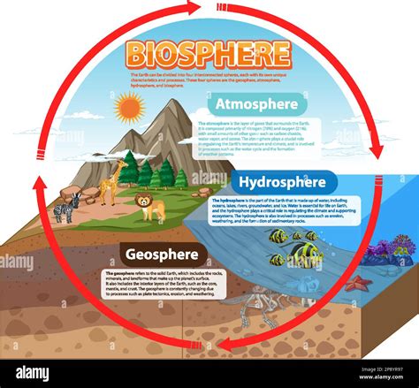 Biosphere Ecology Infographic for Learning illustration Stock Vector ...