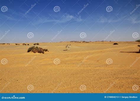 The Camel in Sahara Desert of Sudan Stock Image - Image of african, heat: 278804213