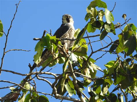 Yasuni Amazon Rainforest – Birdwatching – Ecuador Birding