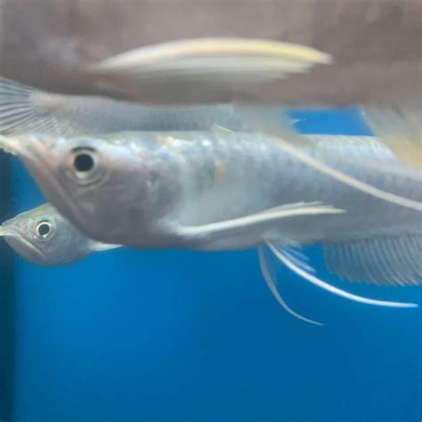 Silver arowana 6" for sale | Exotic Fish Shop | 774-400-4598