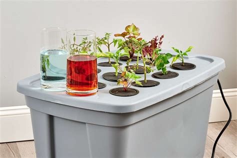 Hydroponic Nutrient Solution Basics